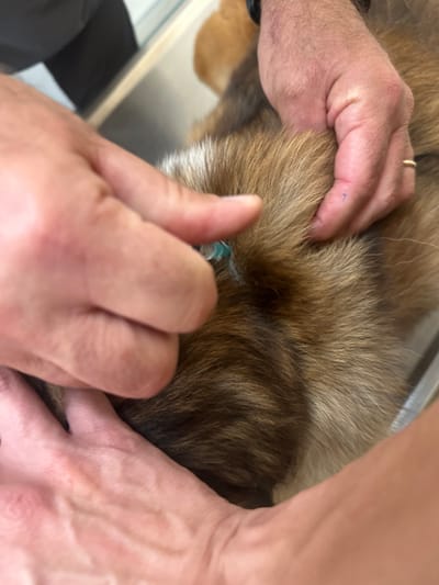 In Kfar Vitkin, Israel, a close-up image depicts a medical procedure involving a dog with brown and tan fur. Three human hands are visible interacting with the animal. One hand, positioned on the left, holds a clear syringe with a green-hub needle, which is partially inserted into the dog's fur, consistent with an injection being administered. Another hand, from the upper right, is firmly grasping the dog's fur and skin near the injection site; this hand features a gold-colored ring on the ring finger and a small blue mark on the skin. A third hand, from the lower left, also holds the dog's fur, indicating stabilization or restraint. The dog is positioned on what appears to be a metallic surface, likely an examination table, partially visible in the blurred background.