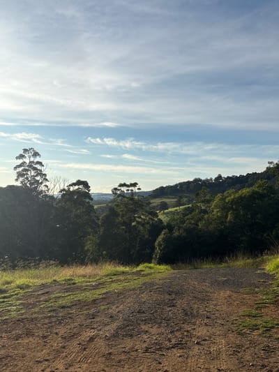 The image presents a serene natural landscape under a bright sky. The left side of the frame features a clear light blue sky with graceful, wispy white clouds (cirrus) stretching horizontally. In the midground, rolling hills blanketed with dense green trees dominate, showing various shades of foliage and highlighting the lush vegetation. The sunlight strongly illuminates the upper canopy of the trees, creating a vibrant texture.

On the right side, a wide, earthy dirt path occupies the foreground, extending into the distance. The path shows visible tire tracks and is edged with strips of bright green grass and darker plant life. This path suggests a trail or rural road, winding through the natural terrain. Beyond the immediate hills, a more distant landscape unfolds, possibly revealing valleys or plains with further subtle elevations, though details are indistinct.

The scene captures an outdoor environment during what appears to be a clear and sunny day, possibly morning or late afternoon, given the bright illumination and soft shadows. The overall atmosphere is one of tranquility and natural beauty. No people or specific events are depicted, focusing solely on the expansive scenery. The setting suggests a rural or natural area, consistent with the Tongarra, Australia location context. There is no visible text in the image.