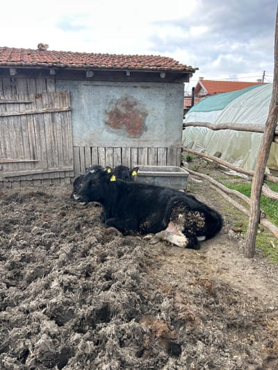 The scene depicts a rural enclosure in Sredkovets, Bulgaria, under an overcast sky. In the foreground, a large, black bovine lies on its right side in a heavily churned, muddy area composed of dark earth, straw, and animal waste. The bovine exhibits yellow ear tags in both ears and has a significant accumulation of dried mud or manure on its hindquarters, contrasted with visible white fur on its belly/udder. Its head is slightly raised, mouth partially open. Behind this animal, parts of at least two other black bovines with yellow ear tags are visible near a rectangular, gray water trough. To the left, an old, single-story structure stands, featuring a lower section of weathered vertical wooden planks and an upper section of corrugated metal with a prominent reddish-brown stain. The building is topped with a terracotta-tiled roof, upon which a light brown tabby cat rests near the peak. To the right of the enclosure, a rustic fence constructed from irregular wooden branches separates the muddy area from a patch of green grass. In the background, behind the fence, a large, arched structure covered in translucent light green sheeting, consistent with a greenhouse or polytunnel, is present. Beyond these immediate structures, residential rooftops with red tiles are partially visible under the cloudy sky.