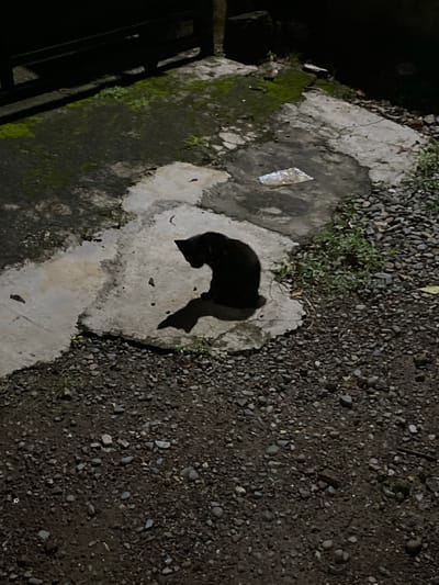 The image depicts a nighttime scene in what appears to be an outdoor area, possibly a yard or pathway in Lambaro Kueh, Indonesia. The ground is covered with a mix of gravel and patches of concrete, some of which are stained or covered in moss. In the center of the frame, a dark shadow is cast on a concrete surface, shaped like a cat. The shadow suggests the presence of a cat or another animal, either sitting or lying down.
To the left of the concrete patch, a dark, metallic structure, likely a railing or fence, is visible, casting shadows onto the mossy concrete. A small piece of reflective material, possibly a wrapper, lies on the concrete near the top left of the shadow. The overall lighting suggests it is nighttime, with no strong light sources other than what might be illuminating the scene for the photograph. The weather appears dry, as there are no visible signs of rain or wetness beyond the moss. The setting is relatively unkempt, with loose gravel and patches of vegetation growing through the cracks in the concrete. No people are visible in the image, and no text is present. The scene conveys a sense of quiet solitude, perhaps a moment captured during a late-night observation.
