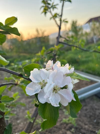 The image shows a close-up of white apple blossoms on a branch, with green leaves visible. The background is blurred, suggesting a natural outdoor setting. The angle suggests a ground-level perspective looking upwards. The city location is not evident from the image content.