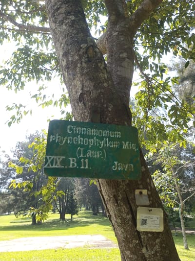 A tree trunk bearing a green sign reads "Cinnamomum rhynchophyllum Miq. (Laur.) XIX.B.11. Java". A smaller tag with a QR code is fixed below. The tree stands in a green field or park area with other trees in the background under a bright sky. Its leaves are light green and abundant.