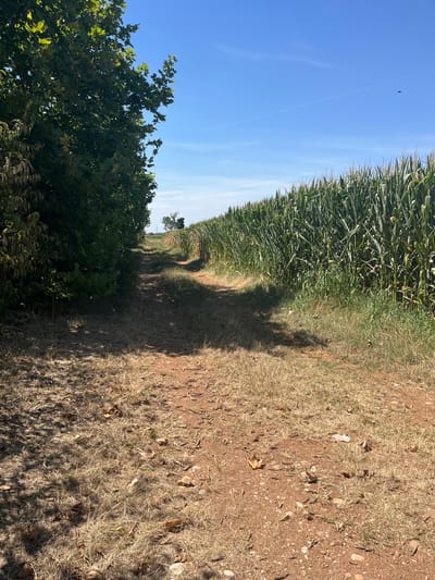 The image depicts a rural scene on a sunny day, likely in or near Castiglione delle Stiviere, Italy, given the context. The foreground is a dirt path covered with dry, yellowed grass and fallen leaves. The path leads into the distance, curving gently. To the left of the path is a dense line of trees with lush green foliage, casting shadows onto the path. To the right of the path, a tall cornfield stretches out, its green stalks reaching towards the clear blue sky. The sky is bright with a few wispy white clouds and a thin contrail from an aircraft. A single bird is visible in flight in the upper right quadrant of the image. In the distance, a lone tree stands in a field, and a faint silhouette of power lines can be seen against the horizon. The overall impression is one of a warm, dry summer day in a cultivated rural landscape.
