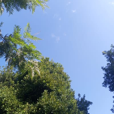 The image presents a view looking up into the sky through a canopy of trees. The sky is clear blue with a few wispy clouds. Various types of trees are visible around the edges of the image, some with broad leaves and others with feathery foliage. The scene appears to be outdoors, with sunlight illuminating the leaves. The location, Ihururu, Kenya, is not visually discernible from the image.