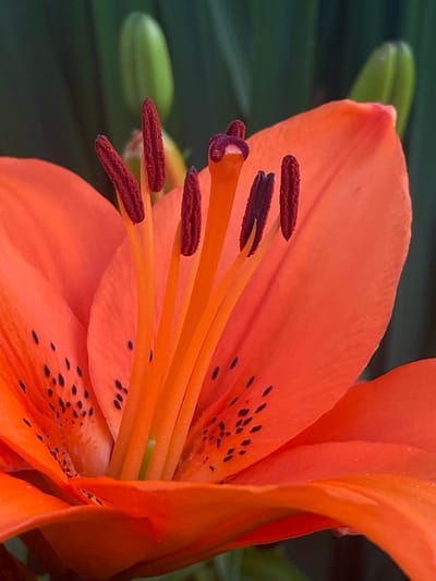A macro photograph captures the intricate details of an orange lily in bloom. The flower's vibrant petals, speckled with dark spots, dominate the foreground. The stamen and pistil, a cluster of orange filaments topped with reddish-brown anthers, are prominently displayed in the center. In the background, blurred green foliage and unopened lily buds suggest a garden setting. The lighting is soft, highlighting the textures and colors of the lily. The image does not contain any people or indicate any specific location in the city of Маминское, Russia.