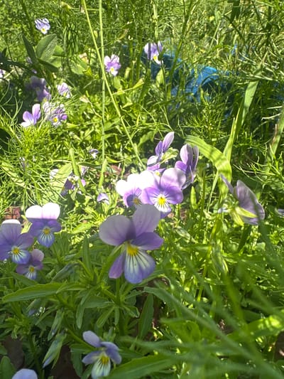 In the city of Novoyeniseyka, Russia, a cluster of purple and white violas bloom amidst lush green foliage. The flowers, characterized by their distinctive dark markings on the lower petals and yellow centers, are captured in natural sunlight, highlighting their delicate textures. The surrounding vegetation is dense, with slender stems and feathery leaves creating a natural, slightly unkempt garden setting. A hint of a blue object is visible in the background, partially obscured by the greenery, suggesting the presence of man-made elements within the natural scene. The focus is on the vibrant colors and detailed forms of the flowers, bathed in the warm glow of the sun.