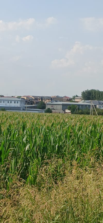 The image depicts a sunlit outdoor scene, likely in Daliguzar, Uzbekistan, dominated by a dense field of green corn stalks in the foreground. The corn extends across the entire lower half of the frame. Beyond the field, a low-rise urban or suburban landscape is visible, featuring a mix of buildings with pitched roofs in various shades of brown and gray, as well as a long, white building with multiple windows. Trees are scattered throughout the background, with a prominent line of dense green foliage on the right side. The sky above is a pale blue, with scattered white clouds. There are no people or animals visible in the frame. The scene appears to be a rural or semi-rural area on a clear day.