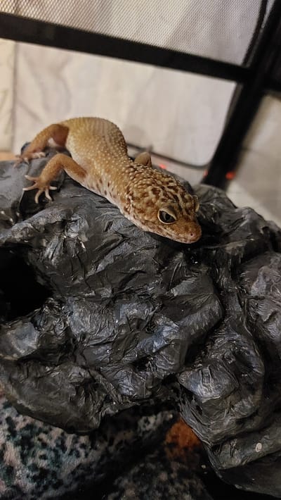 A leopard gecko is perched on a crumpled black surface. The gecko is facing to the right, with its head lowered slightly. Its body is a pale yellow with brown spots and stripes. The black surface appears to be made of a textured material, possibly plastic or paper. In the background, there is a blurred view of a mesh lid and some white material. The scene is indoors, with a low lighting level. There is no indication of the city of Зелёный, Russia, in this image.