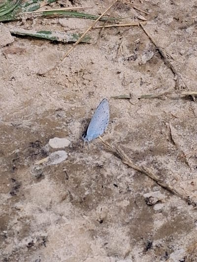 This is a close-up, overhead shot of a small, pale blue butterfly resting on sandy ground. The butterfly's wings are closed and appear to have small, dark spots. Its body is dark and its antennae are visible. The ground is textured and consists of light brown sand with scattered dry grass stalks and a few small, light-colored pebbles or debris. The scene appears to be outdoors, likely in a natural setting. The lighting suggests it could be daytime, with no strong shadows visible. There are no people or any text present in the image. The overall impression is one of a brief moment captured in nature, highlighting the delicate form of the butterfly against its earthy surroundings. The location context provided is Reutyntsi, Ukraine.