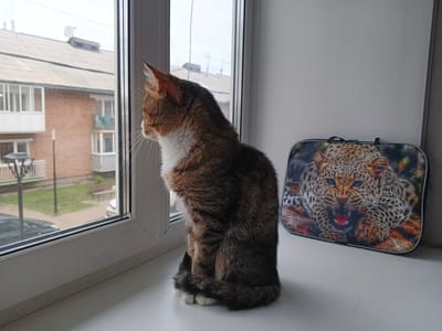 A brown and white tabby cat sits on a windowsill, looking out at a cloudy day in a residential area. The cat is positioned in profile, with its tail curled around its paws. To the right of the cat is a small, rectangular object featuring a close-up image of a leopard with its mouth open, revealing sharp teeth and a pink tongue. The background outside the window shows a building with multiple balconies and what appears to be a street with a parked car and a lamppost. The overall setting suggests an indoor scene on a somewhat overcast day, possibly in the morning or afternoon. The cat appears calm and observant. There is no visible text in the image.