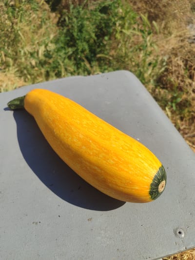 A bright yellow zucchini with a green stem and blossom end rests on a weathered gray surface outdoors. The zucchini is positioned diagonally, with its stem pointing towards the left and its blossom end towards the right. The gray surface appears to be part of a table or bench, with some texture and a small bolt visible on the right side. The background is out of focus, showing green and brown vegetation under a bright sun. The scene is set in Novosamarka, Ukraine.