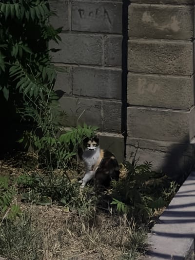 A calico cat is nestled in overgrown vegetation next to a textured concrete wall. The wall appears to be constructed from large, rectangular blocks, some of which have faint markings. The vegetation is a mix of lush green plants and dry, straw-like grass, suggesting an outdoor setting. The lighting is dim, with strong shadows cast by vertical elements, indicating it is likely nighttime or dusk. The cat is looking directly at the camera with wide, alert eyes, its body partially obscured by the foliage. The overall scene is one of a natural, slightly unkempt environment adjacent to a man-made structure. There is no specific event taking place, other than the cat resting in its surroundings. The location is identified as Kant, Kyrgyzstan. No discernible emotions are evident beyond the cat's apparent awareness of the camera.