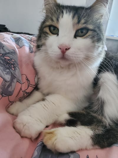 A close-up, eye-level shot shows a domestic cat with white, gray, and black tabby markings, resting on a pink blanket with a floral pattern. The cat's eyes are green, and its nose is pink. Its paws are white, with one paw showing a light brown patch. The background is out of focus, appearing to be an indoor setting. The image does not provide any information about the location in Stopyatyy, Russia.
