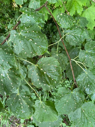 The image depicts a close-up view of green leaves, heavily speckled with small, pale, raised spots. The leaves are wet, possibly from rain or dew. The leaves are from a tree, likely a lime tree or linden, judging by the shape and venation. The presence of the raised spots suggests gall formation, possibly caused by mites or insects. The scene is set in an outdoor environment, presumably in the city of Boudry, Switzerland, with other foliage visible in the background. There are no people visible in the image.