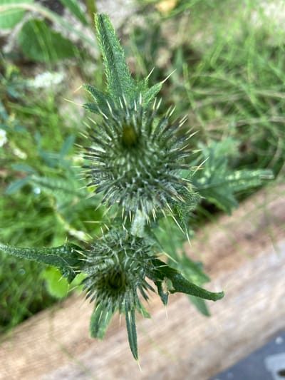 Two thistle flower buds are visible in close-up, against a blurred background of green grass and a wooden surface. The buds are covered in sharp, pale green spines. One bud is larger and more developed, positioned higher in the frame, while a smaller bud is situated below and to the left. The foreground shows some of the plant's spiky leaves. The image appears to have been taken outdoors in Meshcherskoye, Russia, during daylight hours.