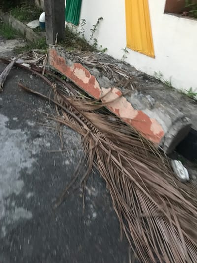 A close-up shows the edge of a building where a yellow and green cloth hangs. A concrete wall runs along the ground, with red brick pieces. A large, dry palm frond lies on the gray pavement, adding a natural element to the urban scene. Small plants sprout along the base of the wall. A white object, partially visible, adds a contrasting element. The overall impression is a mix of built structures, natural elements, and decay.