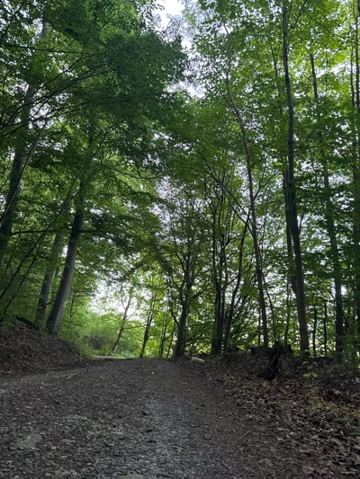 The image depicts a gravel path winding through a dense forest with tall trees. The canopy is thick with green leaves, allowing only dappled light to filter through. The path appears to ascend slightly into the distance, where the trees thin out, revealing a brighter sky. The ground is covered in small stones and some fallen leaves. On the left side of the path, a steep embankment is visible, also covered in foliage and earth. On the right side, more trees and undergrowth are present, with a scattering of dry leaves on the ground. A white object, potentially a small dog, is visible in the mid-ground on the left side of the path, facing away from the camera. The overall impression is one of a secluded and natural forest setting.