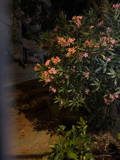 The image captures a nighttime scene of a pathway next to a building, with lush green foliage and blooming pink flowers prominent in the foreground. The pathway, paved with what appears to be concrete or stone, is partially illuminated by an unseen light source, casting shadows of the surrounding vegetation. To the left of the pathway, a building with white walls is visible. This building features windows with dark shutters or awnings and an air conditioning unit. A white, slatted wall runs along the edge of the pathway, bordering the building. The vegetation includes a large shrub or small tree covered in clusters of delicate pink flowers and dark green, elongated leaves. In the lower right corner, smaller green plants with vibrant leaves are also present, interspersed with dry leaves and mulch on the ground. The overall atmosphere is tranquil and shaded, suggesting an outdoor area in a residential or public space, potentially in Ibiza, Spain, given the climate and common landscaping in the region. No people are present in the image.