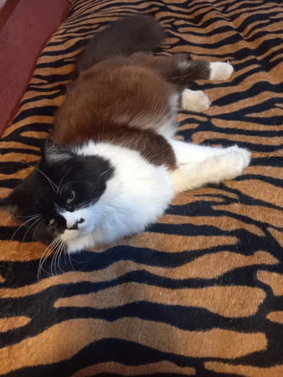 A black and white long-haired cat with brown fur on its back lies on a tiger-striped blanket. The cat is lying on its side, with its head turned towards the viewer. Its eyes are open and it appears to be looking at the camera. The blanket is a plush material with alternating black and orange stripes, mimicking the pattern of a tiger's coat. The background is out of focus, but appears to be a dimly lit room. The overall scene is one of domestic comfort. The location of this image in the city of Vatutine, Ukraine, is not ascertainable from the provided visual information.