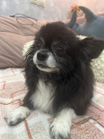 A medium close-up shot features a small, long-haired black and white dog with a white chest and white paws. The dog is lying down on a patterned blanket with a pink and white geometric design. The dog's head is turned slightly to the left, with its eyes looking upwards and to the left. In the background, a blurred pink blanket or cushion is visible, along with a portion of a gray stuffed toy shaped like a shark or dolphin. A light-colored wall with visible textures and a faint shadow of what appears to be an electrical outlet is present at the top of the frame. The overall scene appears to be indoors, possibly in a residential setting. The location of Nachalovo, Russia, is not discernible from the visual information provided in the image.