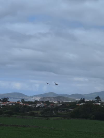 A serene view of the coastal town of Ribeira Grande, Portugal, unfolds under a cloudy sky. The foreground is dominated by a lush green field, bordered by low stone walls, suggesting agricultural land. In the middle ground, a cluster of white and terracotta-roofed houses forms a quaint village, nestled amongst dark green trees and vegetation. Beyond the village, the town of Ribeira Grande extends towards the sea, with buildings visible along the coastline. Rolling hills and mountains form the backdrop, their slopes covered in greenery, meeting the hazy horizon where the sea meets the sky. Two birds are captured in mid-flight against the muted sky. The overall atmosphere is one of peaceful coexistence between nature and human settlement.