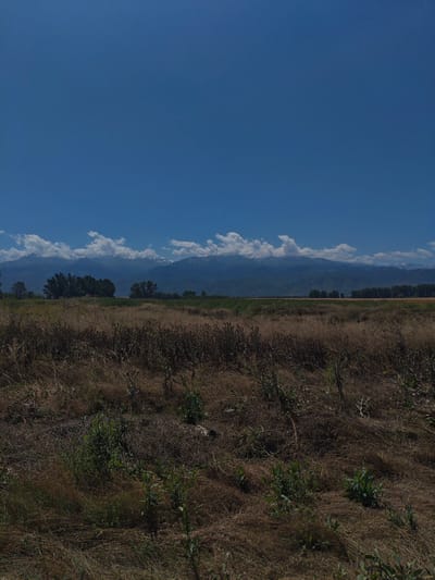 This image depicts a vast, open landscape under a bright blue sky with scattered white clouds. The foreground is dominated by dry, golden-brown grasses and weeds, indicating a potentially arid or late-summer season. Scattered green plants emerge from the dry vegetation, adding a touch of life to the scene.
In the middle ground, a line of dark green trees forms a natural barrier, behind which lies a field or plain. Beyond the trees, majestic mountains rise up, their peaks partially obscured by soft, white clouds that cast shadows on their slopes. Some of the mountain peaks appear to be snow-capped, suggesting a significant altitude.
The overall impression is one of a natural, untouched landscape. The time of day appears to be daytime, likely late morning or afternoon, given the bright sunlight and clear sky. The weather seems pleasant and sunny, with the clouds adding visual interest to the sky without threatening precipitation. There is no visible text or discernible human activity in the image. The scene evokes a sense of peace and the grandeur of nature. The location context provided is Жалпақсай, Kazakhstan, which aligns with the mountainous terrain and open fields suggested by the image.