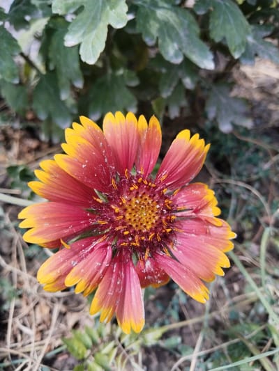 A close-up, top-down view of a single Gaillardia flower, commonly known as a blanket flower, is the central subject of this outdoor photograph. The flower exhibits a vibrant gradient of colors, with petals transitioning from a deep red at the base to bright yellow at the tips. The center of the flower is a dense cluster of small, yellow-orange florets. The petals appear slightly dusty or covered in fine particles.
The flower is positioned in the foreground, with its petals fanning out. In the background, out-of-focus foliage and dry grass are visible. The ground appears to be composed of soil and decaying plant matter. The lighting suggests it is daytime, with natural light illuminating the scene. There are no people or animals present. The environment appears to be a garden or a natural outdoor setting. The location is Tinchlik, Uzbekistan.