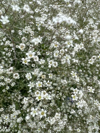 The image shows a close-up view of a dense cluster of small white flowers, likely baby's breath, against a blurred green background. The flowers are delicate with multiple petals and thin stems. Some of the flowers are in full bloom, while others are in bud or have gone to seed. The lighting is soft and diffused, suggesting an overcast day or shaded area. The overall impression is one of a natural, organic setting, typical of a garden or field. The provided context that this image is from Мичуринское, Russia, indicates a likely outdoor, possibly rural or suburban, environment. There are no people, animals, or man-made objects visible in the frame.