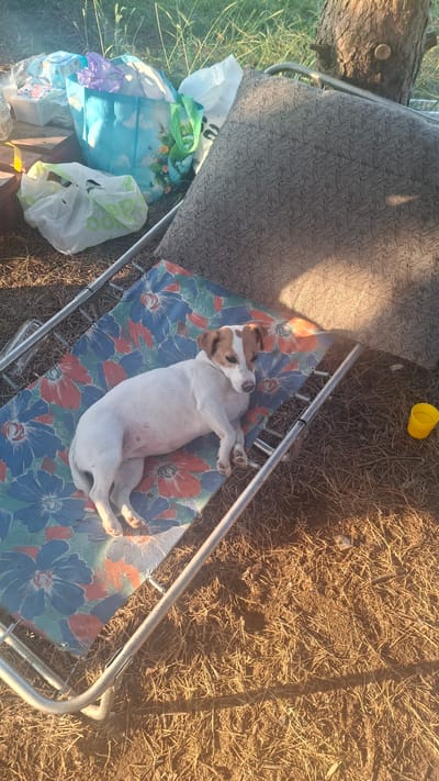 In Навасвержанскі сельскі Савет, Belarus, a medium-sized dog with white and tan markings is resting on a cot. The cot has a floral pattern with blue and red flowers on a blue background, and it is supported by a metal frame. The dog is lying on its side, facing to the right. In the background, there are several plastic bags, some containing white items. A brown, woven-patterned cushion is leaning against a tree trunk. The ground is covered with dry grass and dirt. The scene appears to be outdoors, possibly in a wooded area, with sunlight casting shadows.