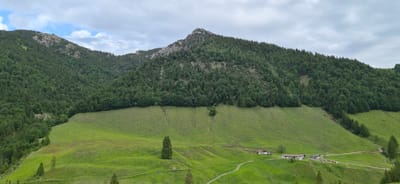 The image displays an alpine landscape in Erl, Austria, under a partly cloudy sky. A large mountain range dominates the background, densely covered with dark green coniferous forest. Rocky formations and exposed scree are visible on the upper slopes and peaks, particularly towards the center and left. A distinct, relatively horizontal tree line demarcates the transition from the forest to the expansive, vibrant green grassy meadow that occupies the midground and foreground. The meadow exhibits subtle terracing or contouring patterns across its surface. Several individual conifer trees are scattered on the grassy slopes, with a notable solitary conifer prominent in the lower-middle section. In the lower right quadrant, a small cluster of buildings with light-colored facades and dark roofs is situated on the meadow, connected by a winding dirt track. A vehicle is parked near one of the buildings, and two to three light-colored livestock animals are visible near the track.