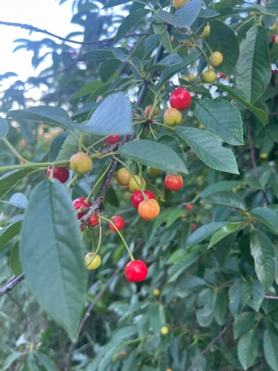 The image shows a close-up view of a cherry tree branch laden with ripe and unripe cherries. The cherries are a mix of red and yellow-orange, with some still green. They are clustered on the branch, interspersed with dark green leaves. The background is a soft blur of more leaves and a bright sky, suggesting an outdoor setting. There are no people or animals visible in the image. The overall scene is one of natural abundance and ripening fruit.