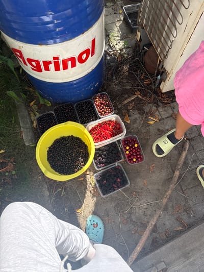 The image captures a top-down view of several containers filled with fresh berries, placed on the ground next to a large blue and white barrel. The barrel has red lettering that reads "Agrinol". In the background, a person wearing a bright pink shirt and light green slides with a bear print is visible, along with another person's legs clad in grey sweatpants and a light blue Croc shoe. The ground appears to be a mix of dirt, grass, and fallen leaves, suggesting an outdoor, possibly rural or garden setting. Several types of berries are present, including what appear to be red currants, mulberries, cherries (some with yellow ones mixed in), and dark berries like blueberries or blackcurrants, some in clear plastic containers and others in a bright yellow bowl. The scene suggests a berry harvesting or sorting activity. The lighting indicates it is daytime, likely a sunny day given the shadows. The presence of a discarded refrigerator condenser unit in the upper left corner hints at a backyard or workshop area. The overall mood is casual and domestic, focused on the bounty of fresh fruit.