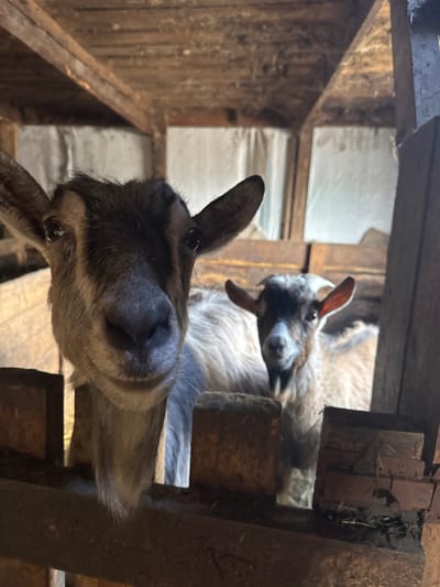 Two goats are visible inside a wooden structure, likely a barn or enclosure. The foreground goat is close to the camera, showing a dark nose and gray fur. The background goat is partially obscured. The location is Тоншалово, Russia.