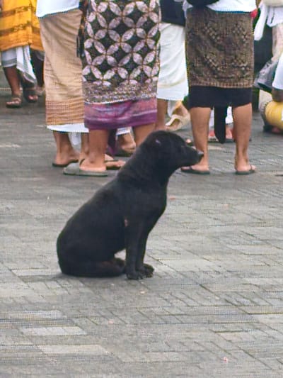 In Rendang, Indonesia, a black dog sits amidst a crowd of people on a paved surface. The individuals surrounding the dog are primarily seen from the knees down, clad in traditional Indonesian clothing such as sarongs and sandals. Some people are barefoot. The dog is the central subject, sitting alertly, facing right, and appears to be observing the activity around it. The environment is a paved area, likely a public space or street.
