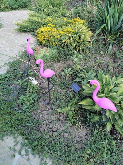 A garden scene in Lopaskyne, Ukraine, features three pink flamingo lawn ornaments scattered among various plants and foliage. The flamingos are depicted in profile, with slender necks curved gracefully and their characteristic black beaks. One flamingo is positioned on the left, closer to a light-colored stone pathway. Another stands in the middle ground, slightly to the left of center, with a small cluster of white flowers nearby. The third flamingo is on the right side of the image, situated next to large green hosta-like leaves. A small solar-powered light is visible in the dirt in front of this rightmost flamingo.

The surrounding vegetation includes lush green ground cover, some plants with yellow flowers, and taller, spiky green plants in the background. The ground appears to be dry, cracked earth in some areas, indicating it might be a sunny day. The lighting suggests it is daytime, possibly late afternoon or early evening, given the soft shadows. The scene is one of an outdoor garden, likely a residential yard, decorated with these playful plastic flamingos. No people are visible in the image, and there is no visible text. The overall mood is cheerful and whimsical due to the bright pink ornaments contrasting with the natural greenery.
