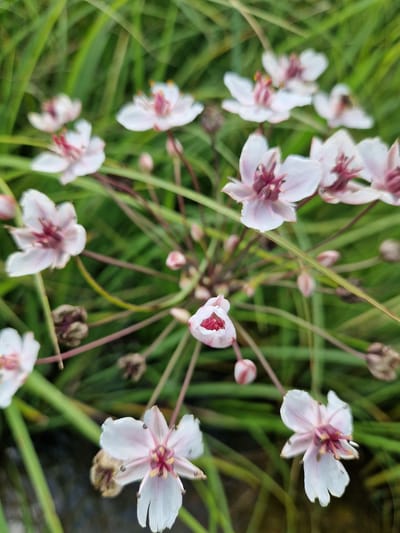 A high-angle, close-up shot displays a cluster of small, pale pink flowers with delicate white petals and prominent dark pink stamen. The flowers are surrounded by lush green grass and thin, reddish-brown stems. Some flowers are fully open, revealing their intricate centers, while others are in bud or partially bloomed. The background is softly blurred, emphasizing the sharp focus on the flowers. The overall impression is one of natural beauty and subtle coloration. This scene is located in Viesīte, Latvia.