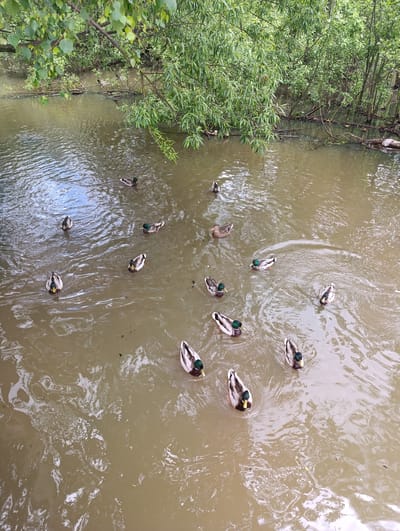 The image depicts a body of murky, light-brown water, likely a small lake or pond, with the presence of several ducks. The ducks are scattered across the water, some facing the viewer, others turned away. The greenery of trees and foliage is visible on the upper edges and along the bank, with branches overhanging the water. The scene suggests a natural or park setting. According to information the location is in Noginsk, Russia.