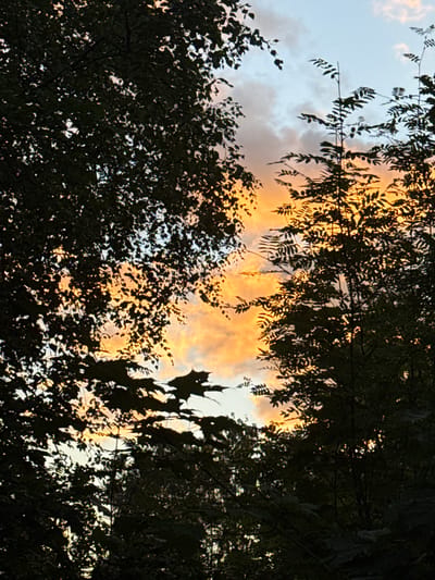 The image shows a sunset viewed through dense foliage. The sky displays hues of orange, yellow, and pale blue, with scattered clouds. The foreground is dominated by dark silhouettes of trees and branches, with some leaves catching the light. The scene is likely located in the vicinity of Voeikovo, Russia, given the context. There are no people or specific objects visible besides the natural elements.