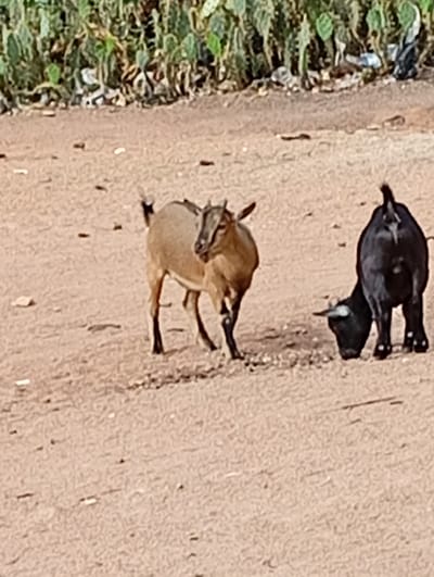 Two goats are in the foreground. One is brown and facing forward. The other is black and is facing away, with its head down. They are on a dirt surface. There is trash and greenery in the background. The photo was taken in the city of Gboko, Nigeria.