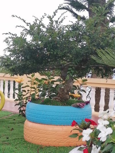 The image shows a potted bonsai tree in a garden setting. The bonsai tree is planted in two stacked tires, the bottom one painted orange and the top one painted blue. The tires are placed on a patch of green grass, with some fallen leaves scattered around. In front of the tires, there are several flowering plants with red and white blooms. Behind the bonsai tree, a white railing and a light-colored wall are visible. A palm tree is partially visible in the background, and the sky is overcast. The overall scene suggests a garden or outdoor decorative display. There are no people or animals visible in the image. The location is stated to be in Lộc Quý, Vietnam.