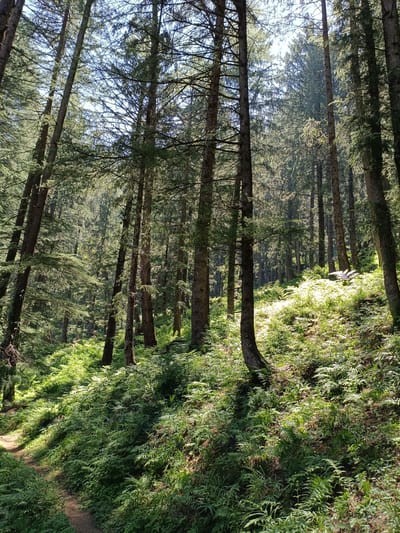 This image shows a sun-dappled forest floor with numerous tall, slender trees. The ground is covered in a dense carpet of green ferns and other low-lying vegetation. A narrow, dirt path winds its way up the gentle slope to the left of the frame. Sunlight filters through the canopy of the trees, creating a mosaic of light and shadow across the scene. In the upper right portion of the image, several logs are stacked horizontally on the forest floor. The location is identified as Sarsai, India, implying a natural, outdoor environment. There are no people or animals visible in the image, and no actions or interactions are depicted. The scene is static and focused on the natural landscape.