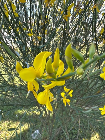 This image shows a close-up of a flowering shrub with bright yellow blossoms. The flowers have a distinctive papilionaceous shape, typical of legumes, with a large standard petal and two wings. Many of these flowers are in bloom, some appearing freshly opened, while others show signs of wilting. Interspersed among the flowers are developing seed pods, which are long and slender. The plant has numerous thin, green stems that create a dense, intricate network. The background is out of focus, showing a blur of green foliage and hints of sunlight filtering through. The lighting suggests it is daytime, with sunlight casting dappled shadows. The overall scene evokes a sense of natural beauty and the vibrant life of spring or early summer. The location context provided is Pîrlița, Moldova, which might suggest a rural or garden setting in that region. There is no text visible in the image.