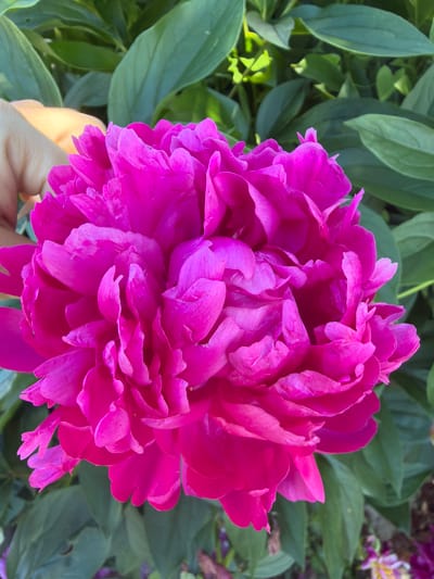 A close-up, vertical, outdoor, natural light photograph showcases a fully bloomed, vibrant fuchsia peony flower. The peony's dense, layered petals fill the majority of the frame. To the left of the peony, a portion of a person's hand is visible, with fingers gently touching the outer petals. The background consists of lush, green foliage, typical of a garden setting. The scene is likely located in a garden in Karachino, Russia, given the context.