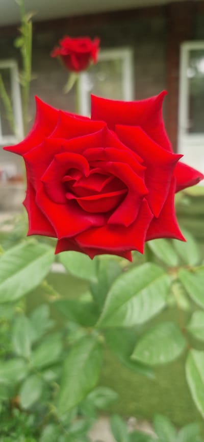 A close-up, vertical, medium shot captures a vibrant red rose in full bloom, dominating the foreground. The rose's petals are layered and unfurled, showcasing intricate textures and deep crimson hues. In the soft-focus background, a blurred image of a building with windows and a hint of green foliage suggests an outdoor setting. Another, smaller red rose is visible further back, also out of focus. The scene appears to be a garden or yard, possibly in the city of Suzak, Kyrgyzstan, judging by the provided context. There are no people or animals present in the image.