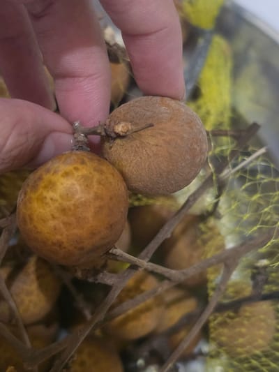 A close-up shot shows a hand holding two longan fruits still attached to a twig. The longans are round with a brownish exterior, one appearing more textured and slightly darker than the other. Several other longans are visible in the background, along with thin brown twigs and a section of yellow netting. The scene suggests the longans have recently been harvested or are being prepared for consumption. While the location is mentioned, Pintomakmur, Indonesia, there is no visible information in the image to specifically confirm or refute this.