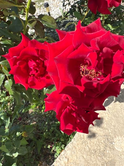 A close-up, high-angle shot shows a cluster of red roses with multiple layers of petals. The rose in the center and right of the frame is fully open, revealing its stamens and pistils. The rose to the left is also open, while a third rose at the bottom is partially open. The roses are set against a background of green foliage and a light-colored concrete surface. In the upper left corner, a thin black solar light is visible, partially obscured by foliage. The scene appears to be outdoors in a garden setting.