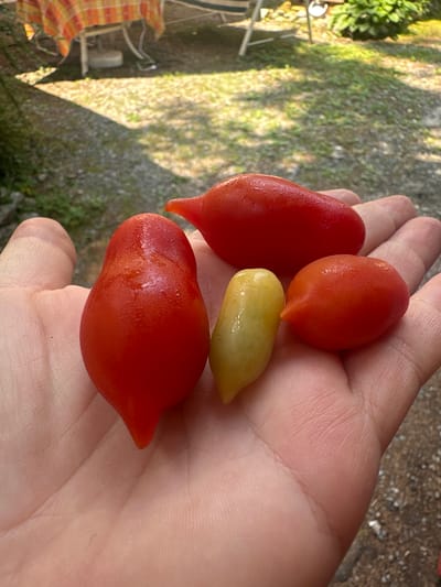 Four small tomatoes and one light yellow, elongated object, possibly a small zucchini or immature tomato, are held in a person's palm. The tomatoes are red and have a slightly glossy sheen, indicating they are fresh. One tomato is prominently in the foreground, pear-shaped with a pointed end. Behind it are three other items: a larger, elongated red tomato, the yellow object, and a smaller, rounded red tomato. The hand is open, displaying the produce. The background is a blurred outdoor scene, suggesting a garden or backyard setting with gravel and some greenery. The presence of a checkered tablecloth and outdoor furniture in the upper left quadrant suggests this scene may have taken place in the city of Borno, Italy, possibly during a meal or a break outdoors.