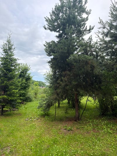 The image depicts a natural outdoor scene with various trees and lush green grass under a cloudy sky. In the foreground, there is a patch of dense green grass with some fallen leaves and twigs scattered on it. To the left, a tall, conical evergreen tree stands prominently. To the right and center, a larger pine tree with its branches extending horizontally dominates the view. Further back, more trees and foliage create a dense green backdrop, with hints of what might be buildings or rooftops visible in the distance through the trees. The overall impression is one of a slightly overgrown, natural landscape, possibly a garden or a park area. There are no people or animals visible in the image. The location is specified as Shipovo, Russia, suggesting a rural or suburban setting within this city.