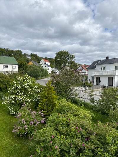 This image depicts a residential street scene in Harstad, Norway, characterized by a verdant landscape and several houses. The foreground is dominated by lush green foliage and flowering bushes, with prominent white and pink blossoms, suggesting a spring or early summer setting. A conical evergreen tree stands to the right of the white-flowered bush.
A paved road curves through the scene, lined by more greenery and leading towards houses situated on a gentle slope. The houses visible are typical of Scandinavian architecture, featuring white exteriors with contrasting roofs in black and red. One prominent white house on the right has a balcony with white railings. Other houses with green, yellow, and red roofs are scattered amongst the trees further up the hill.
The sky is overcast with thick, grey clouds, indicating a cloudy day. No people are visible in the image, and the scene appears quiet and residential. The overall impression is one of a peaceful, well-maintained neighborhood with abundant natural beauty.