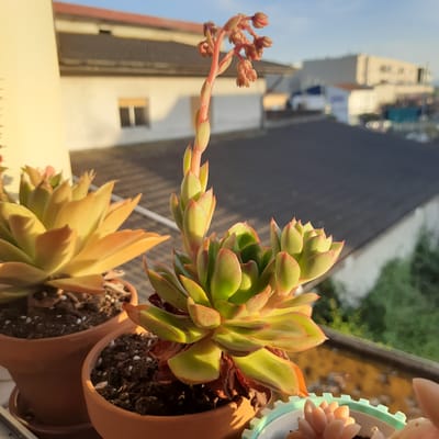 The image shows a close-up of several succulent plants in terracotta pots, positioned on a balcony. The succulents are primarily green with reddish-pink edges. One of the plants has a tall, pinkish stem with developing flower buds. In the background, out-of-focus, are buildings with tiled roofs and a clear blue sky, suggesting an outdoor setting. The lighting indicates it is either early morning or late afternoon. The scene is located in Vila Verde, Portugal.